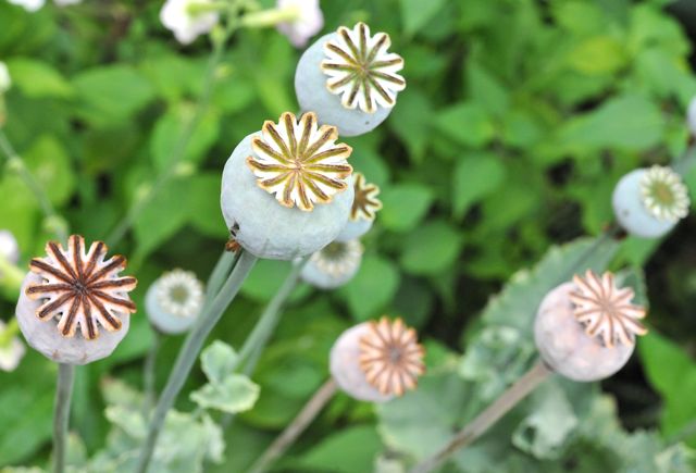 opium_poppy-seedheads
